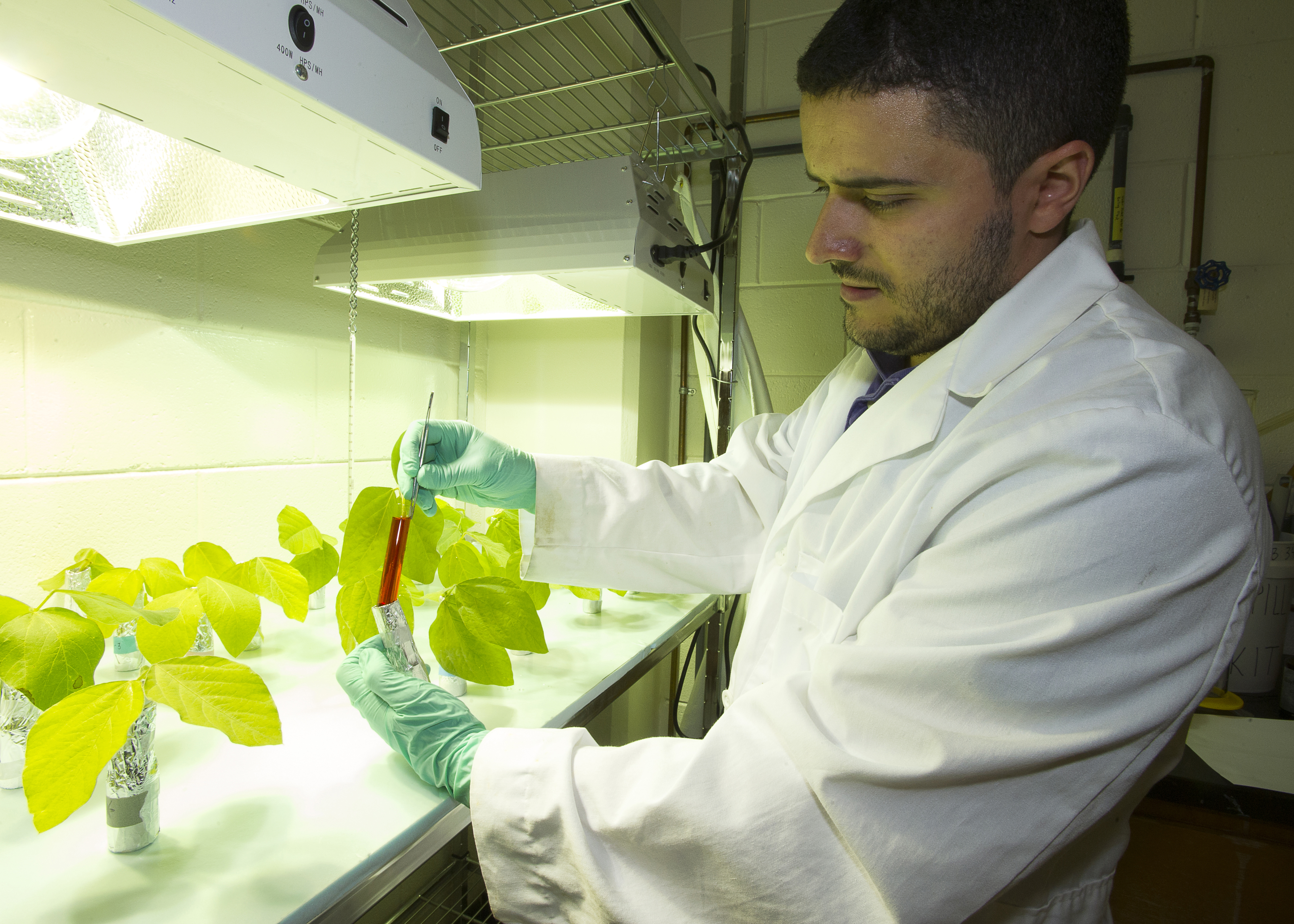Battling Disease in Louisiana Crops